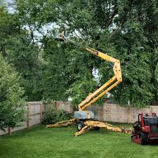 How Our Tree Care Process Works  in  Lincoln Park, PA