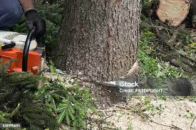 Reliable Lincoln Park, PA Tree Care Solutions